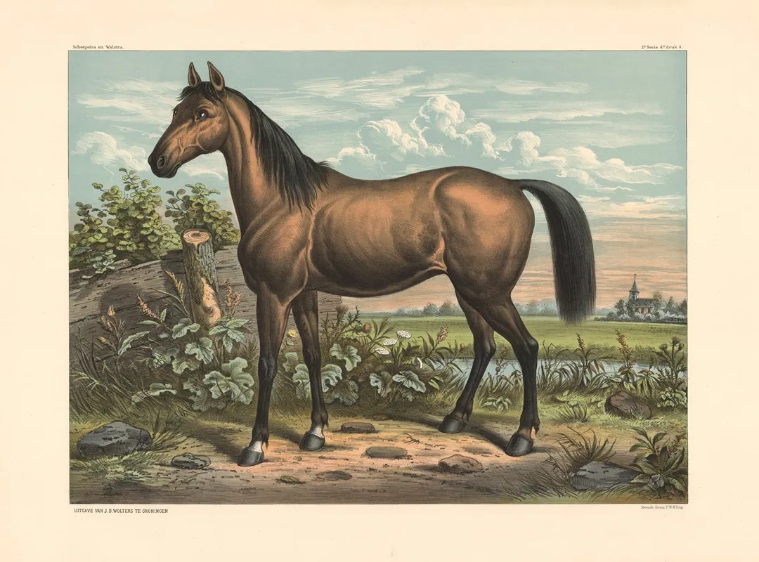 Horse 13