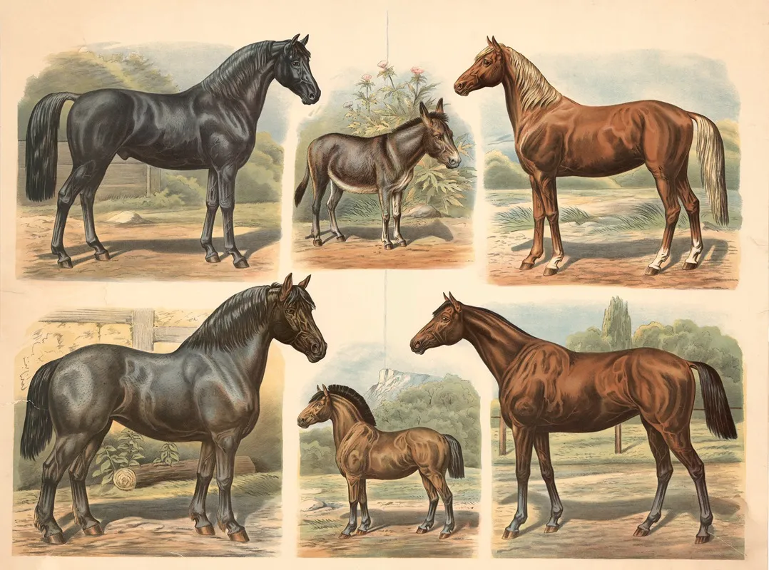 Horse And Donkey