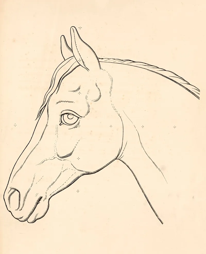 Horse Head 4 Wall Art by Carl Ludvig Petersen - High-Resolution Digital Print