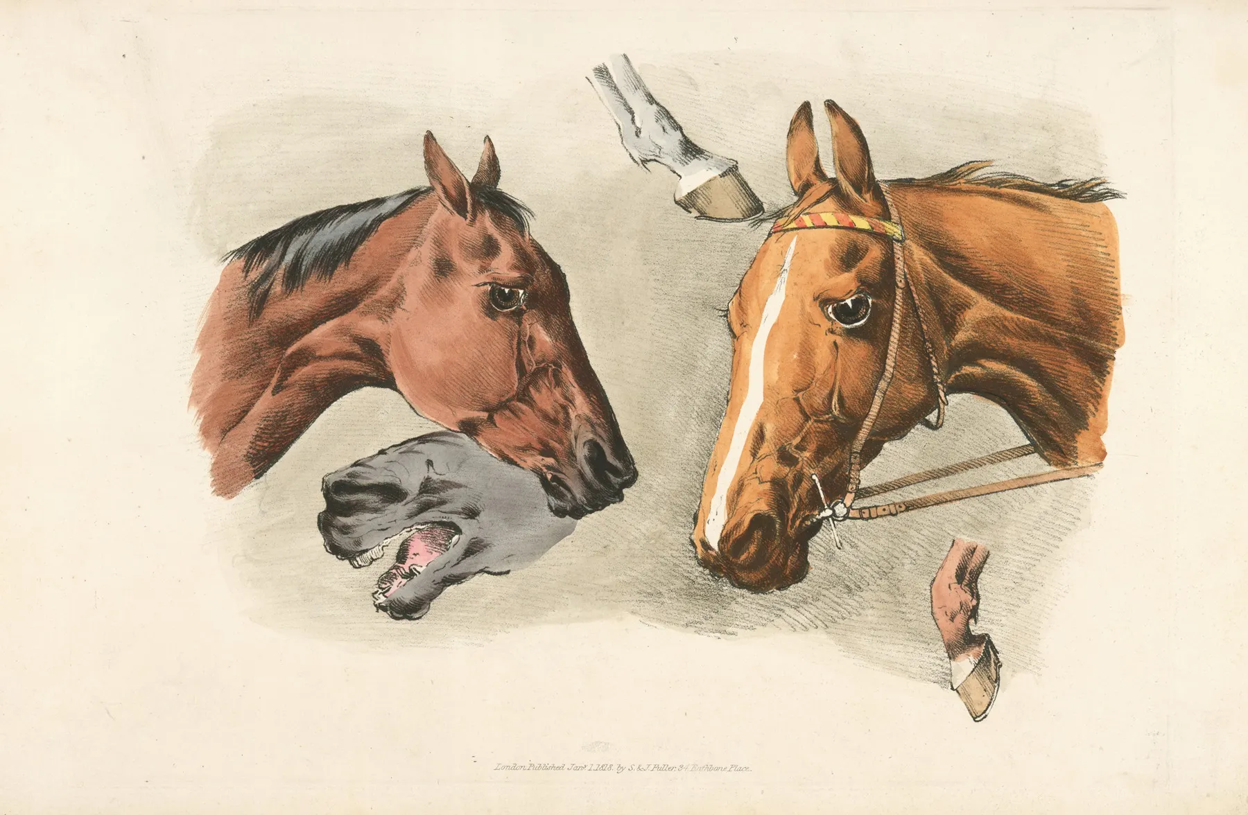 Horse Heads And