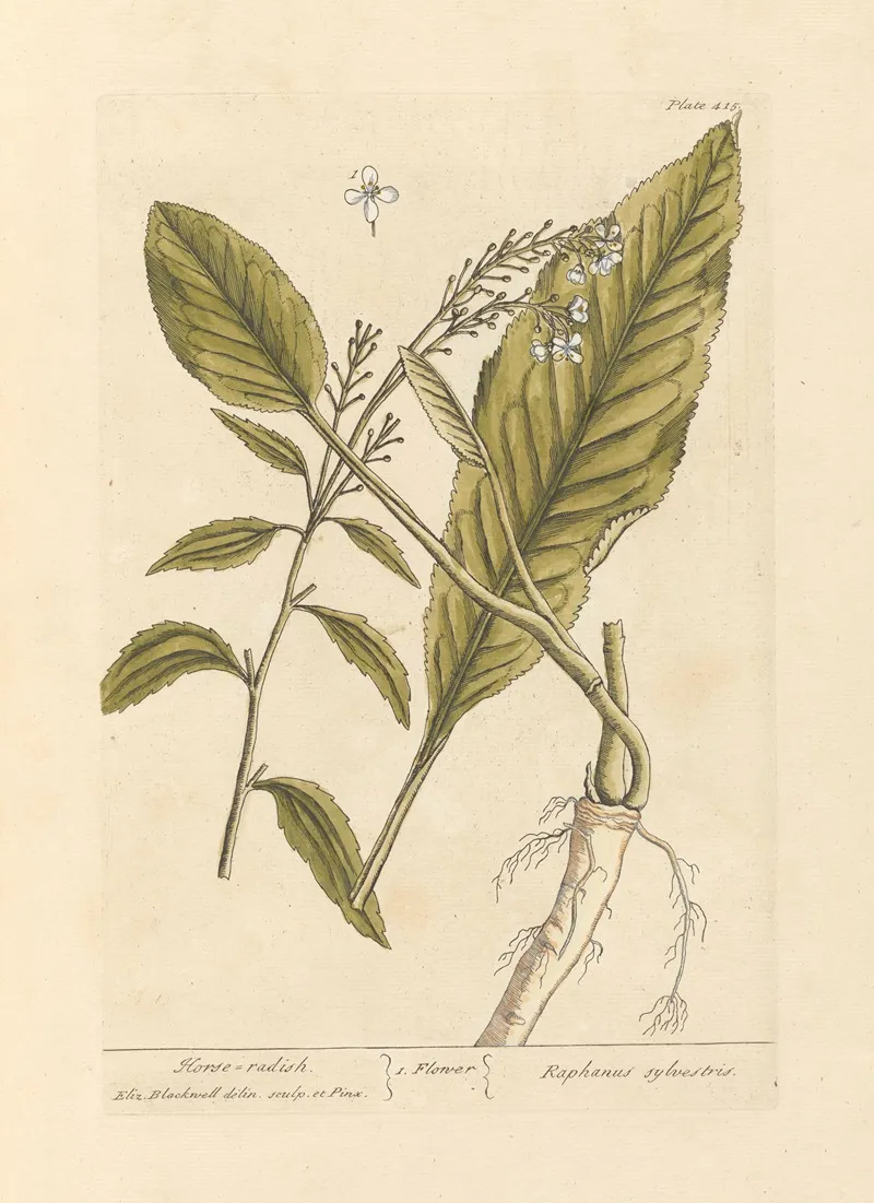 Horse Radish Wall Art by Elizabeth Blackwell - High-Resolution Digital Print