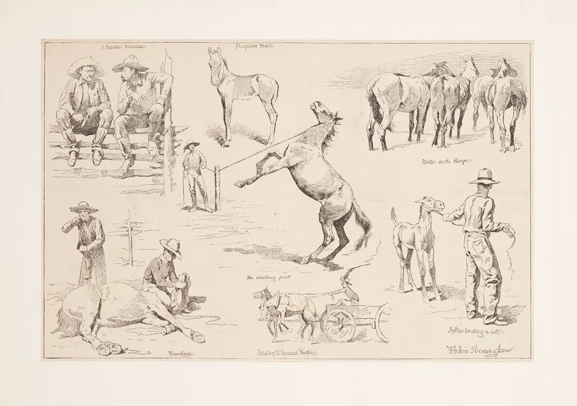 Horse Raising In The Northwest