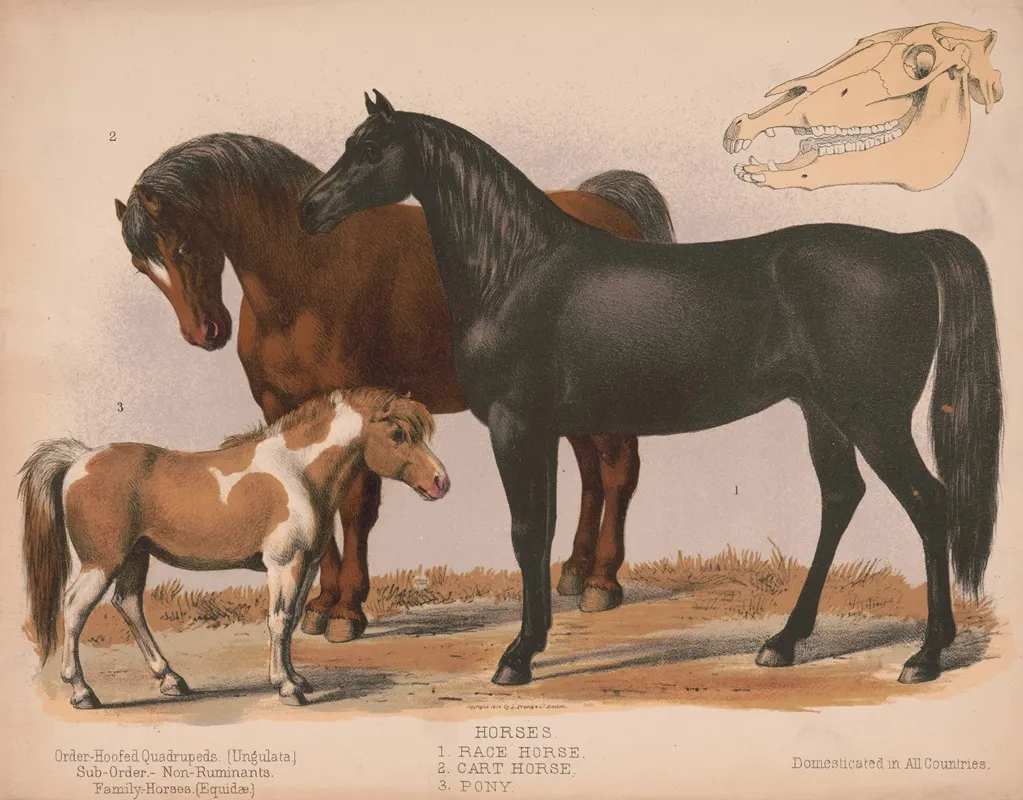 Horses 1 Race Horse 2 Cart Horse 3 Pony