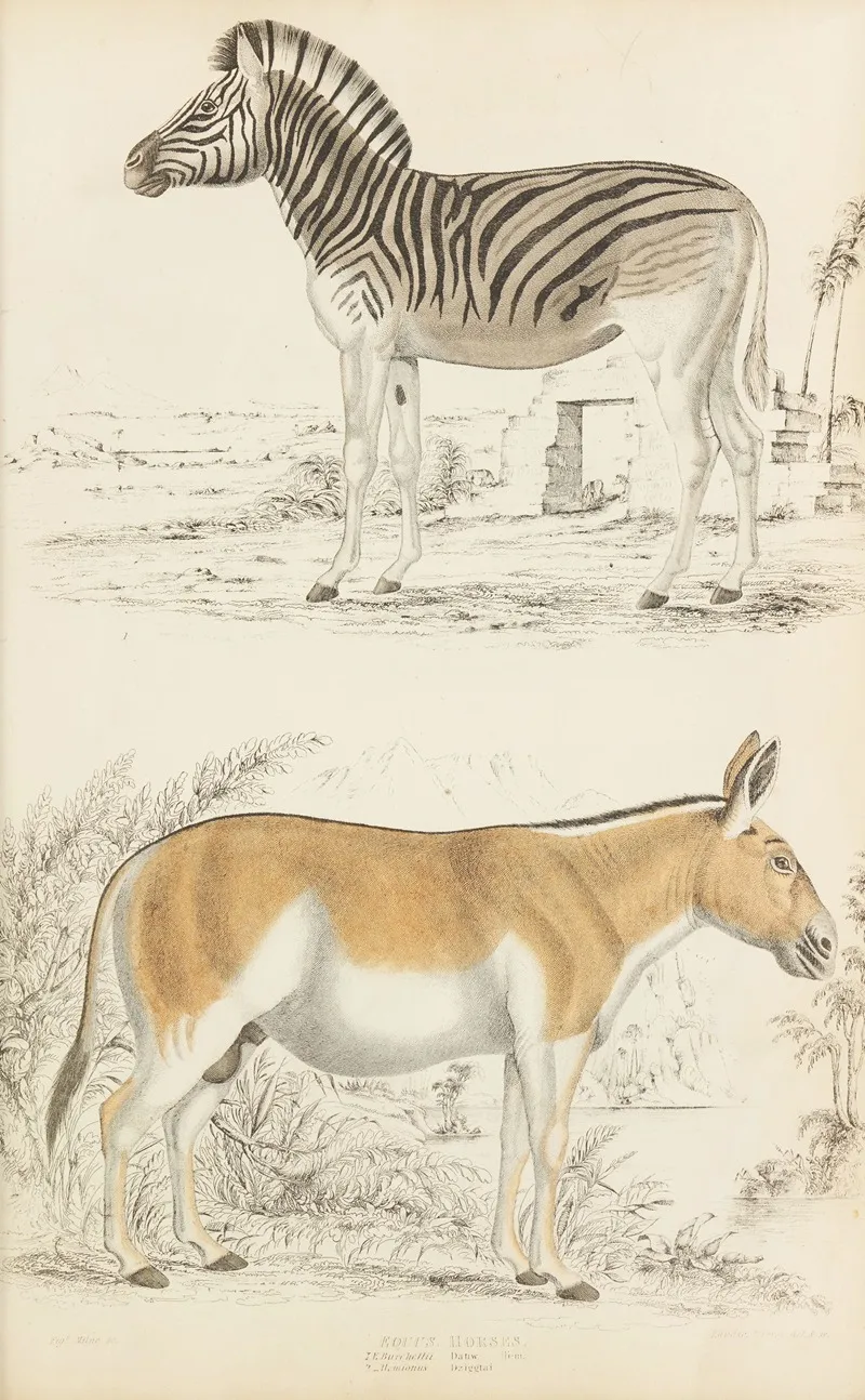 Horses 11 Wall Art by William MacGillivray - High-Resolution Digital Print