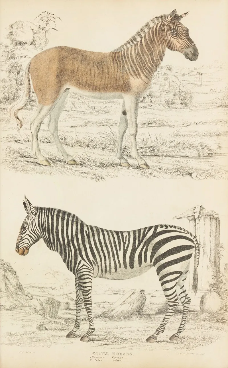 Horses Quagga Zebra Wall Art by William MacGillivray - High-Resolution Digital Print