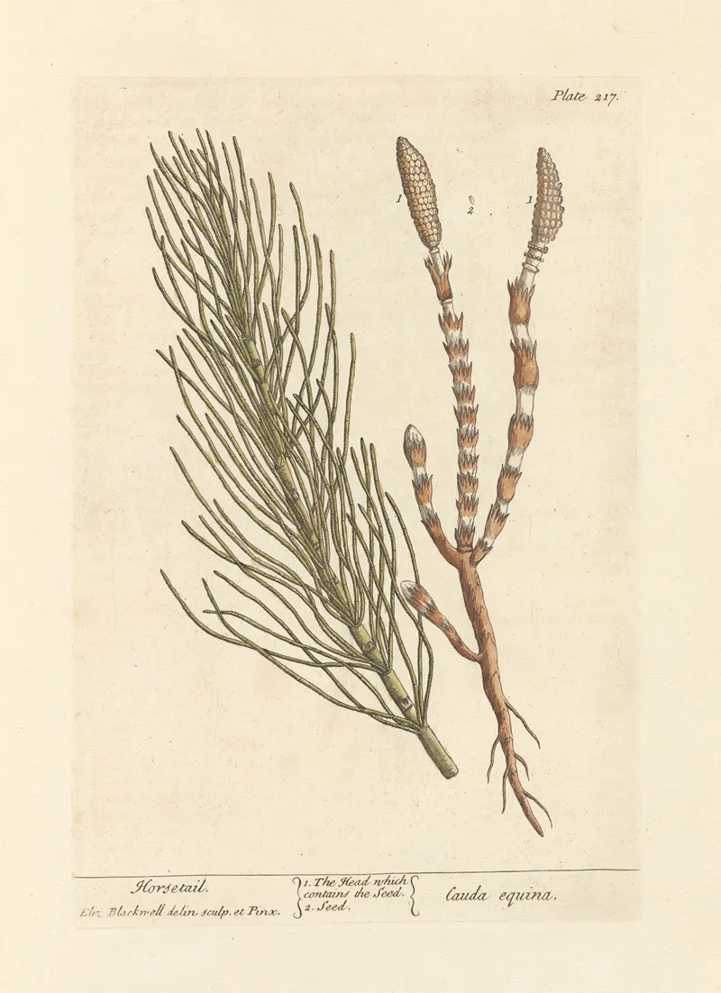 Horsetail 2 Wall Art by Elizabeth Blackwell - High-Resolution Digital Print