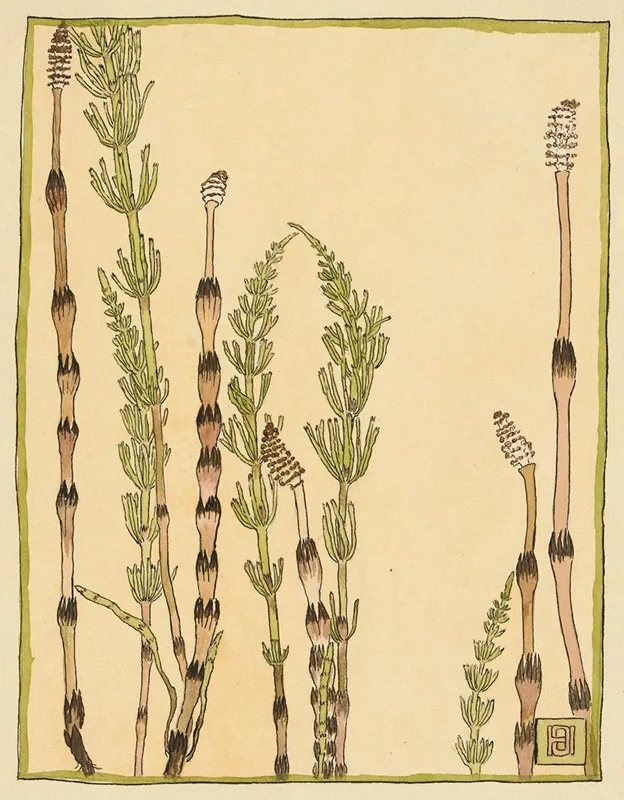 Horsetail