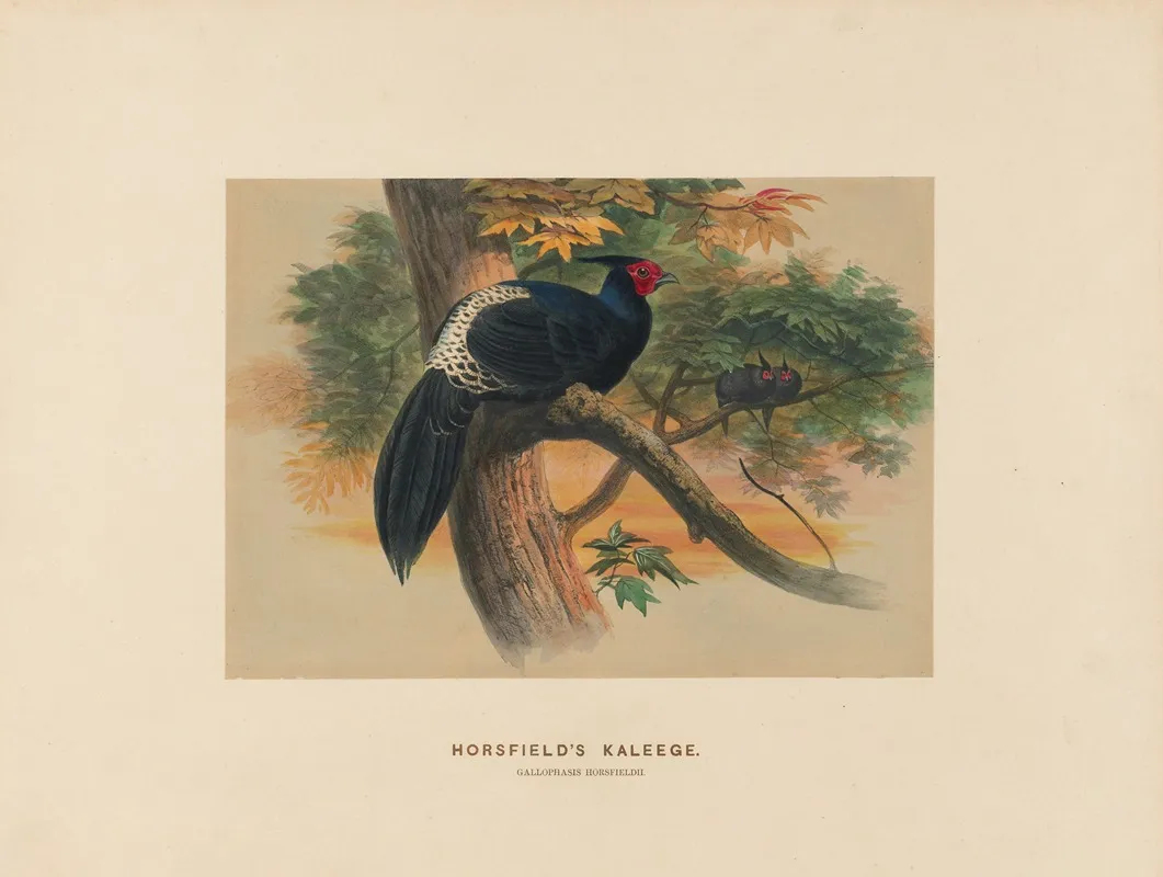 Horsfields Kaleege 2 Wall Art by Joseph Wolf - High-Resolution Digital Print