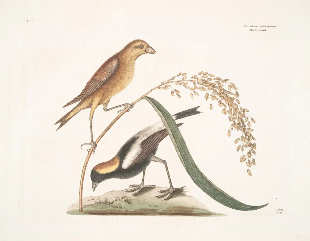 Hortulanus Caroliniensis The Rice Bird Oriza Rice Wall Art by Mark Catesby - High-Resolution Digital Print