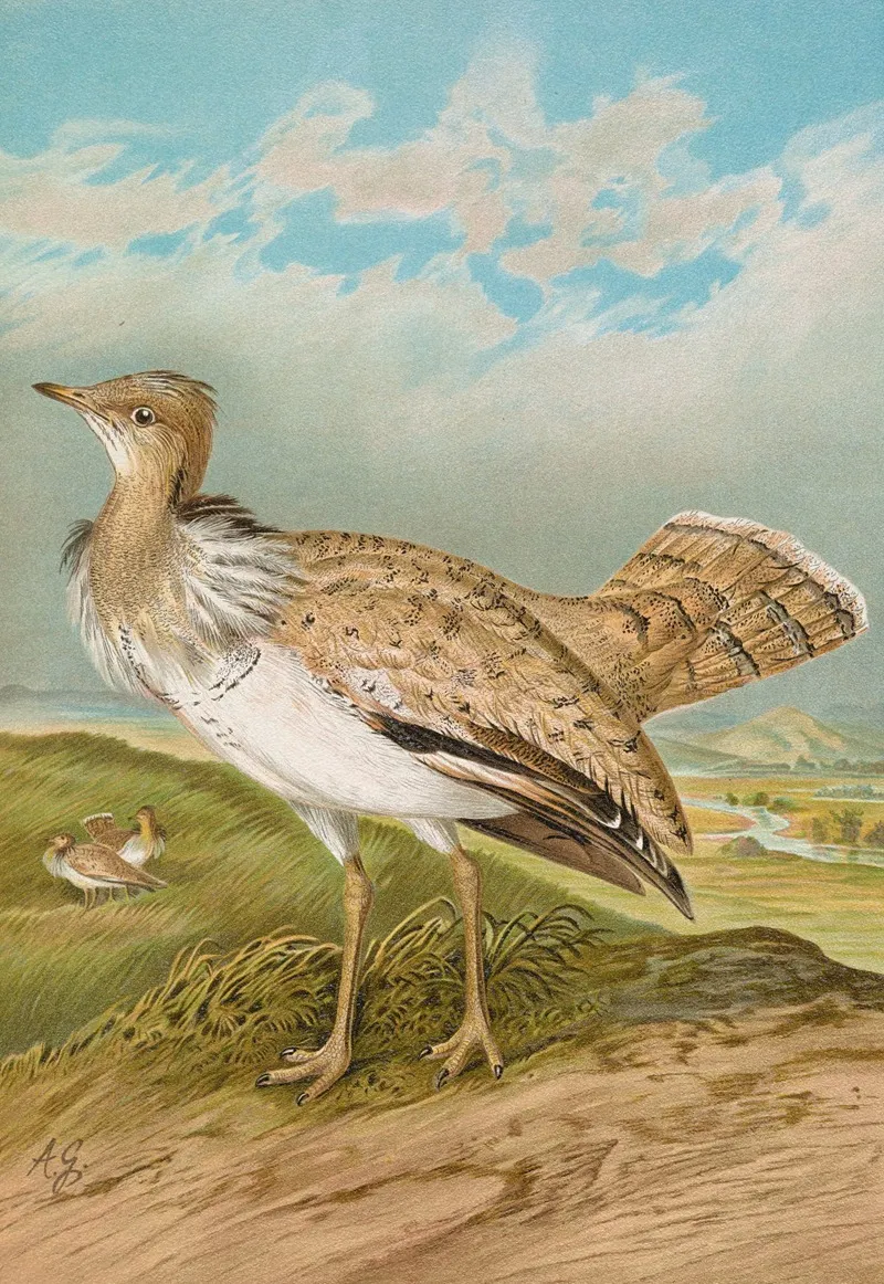 Houbara Macqueeni Gray Wall Art by Johann Friedrich Naumann - High-Resolution Digital Print