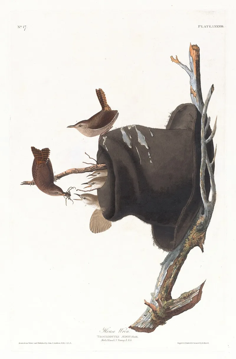 House Wren Wall Art by John James Audubon - High-Resolution Digital Print