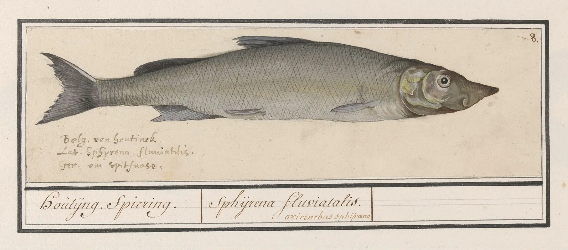 Houting Coregonus Oxyrinchus Houtijng Spiering Sphijrena Fluviatalis Wall Art by Anselmus Boëtius de Boodt - High-Resolution Digital Print