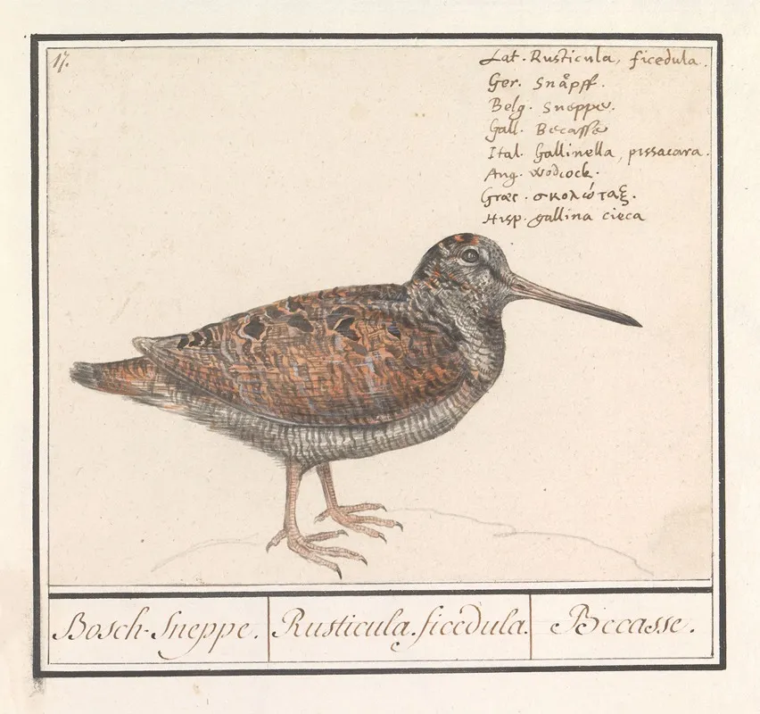 Houtsnip Scolopax Rusticola Wall Art by Anselmus Boëtius de Boodt - High-Resolution Digital Print