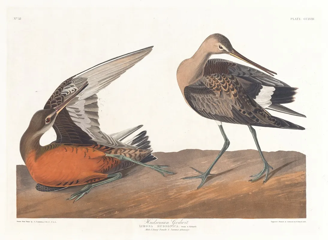 Hudsonian Godwit Wall Art by John James Audubon - High-Resolution Digital Print