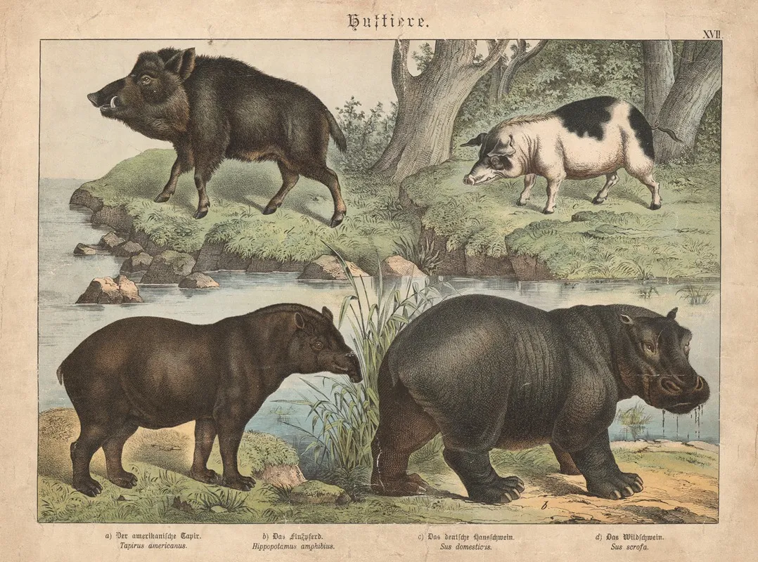 Huftiere A Der Amerikanische Tapir B Das Flusspferd C Das Dentsche Hausschwein D Das Wildschwein Wall Art by Gotthilf Heinrich von Schubert - High-Resolution Digital Print