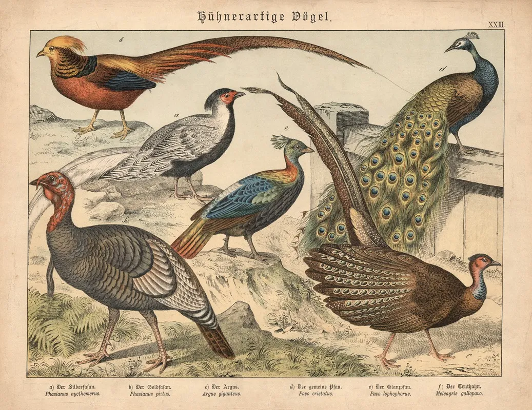 Huhnerartige Vogel A Der Silberfasan B Der Goldfasan C Der Argus D Der Gemeine Pfau E Der Glanzpfau F Der Truthahn Wall Art by Gotthilf Heinrich von Schubert - High-Resolution Digital Print