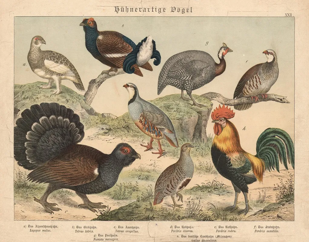 Huhnerartige Vogel Wall Art by Gotthilf Heinrich von Schubert - High-Resolution Digital Print