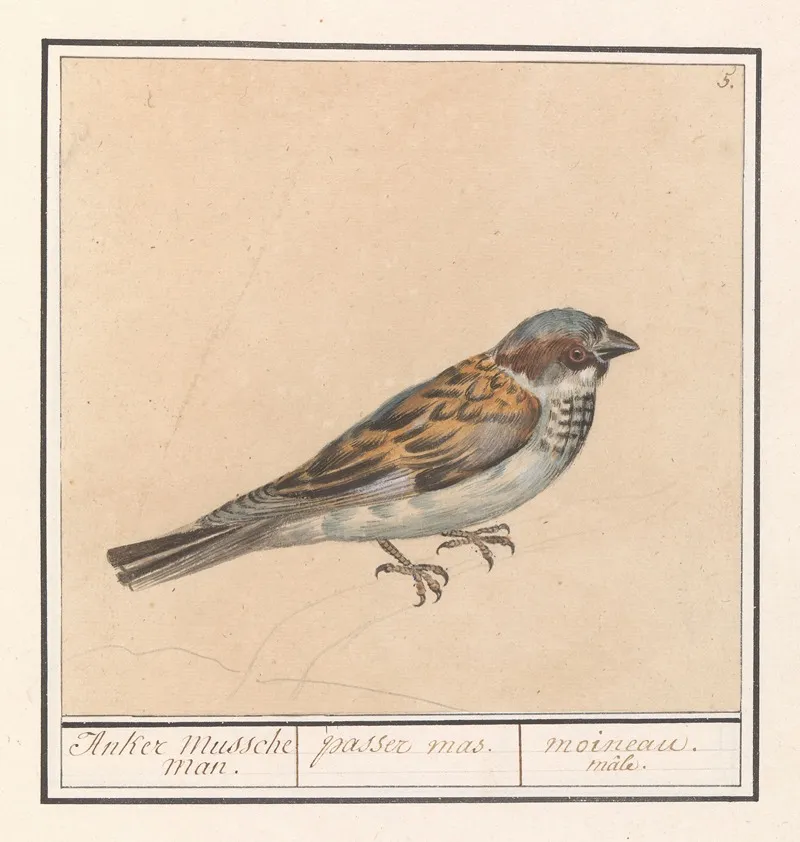 Huismus Passer Domesticus Wall Art by Anselmus Boëtius de Boodt - High-Resolution Digital Print