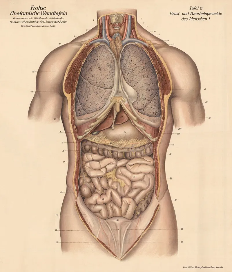 Human Chest And Abdominal Organs I Wall Art by Franz Frohse - High-Resolution Digital Print