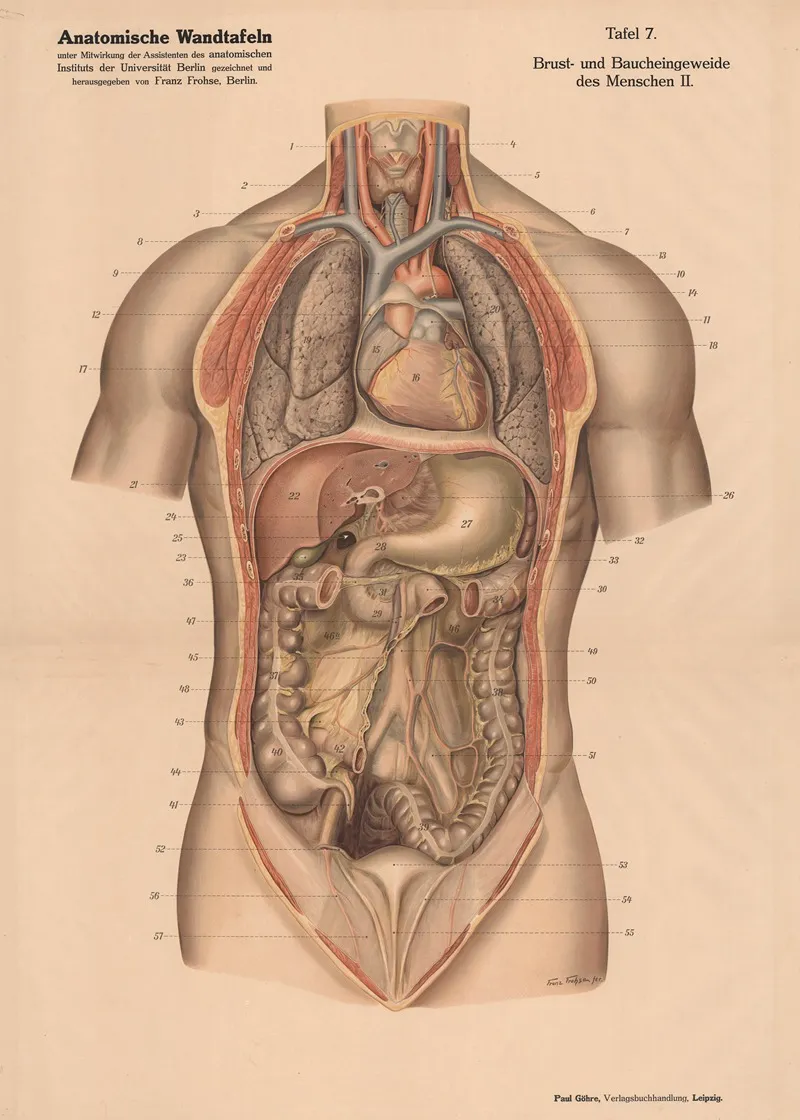 Human Chest And Abdominal Organs Ii Wall Art by Franz Frohse - High-Resolution Digital Print