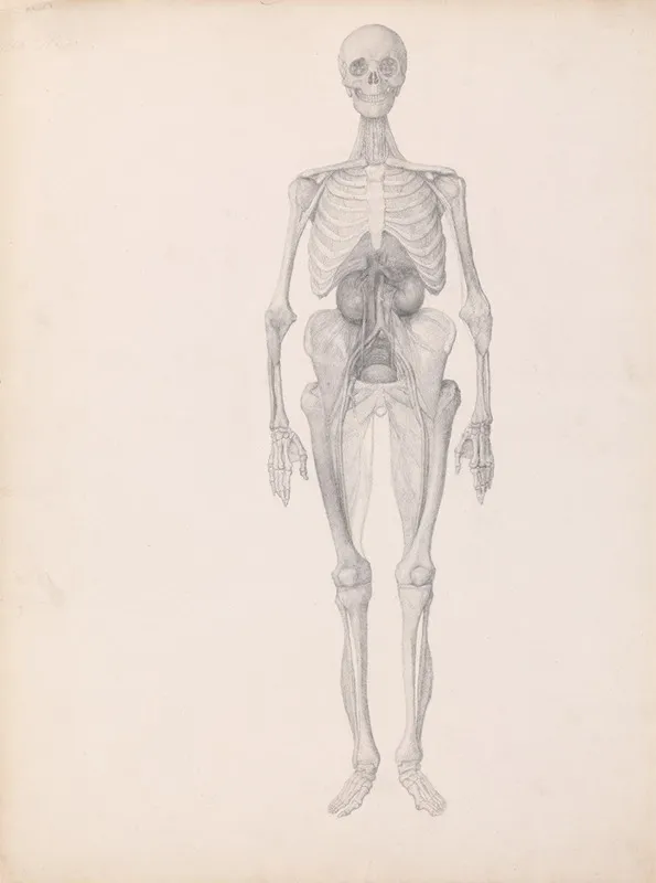 Human Figure Anterior View Wall Art by George Stubbs - High-Resolution Digital Print