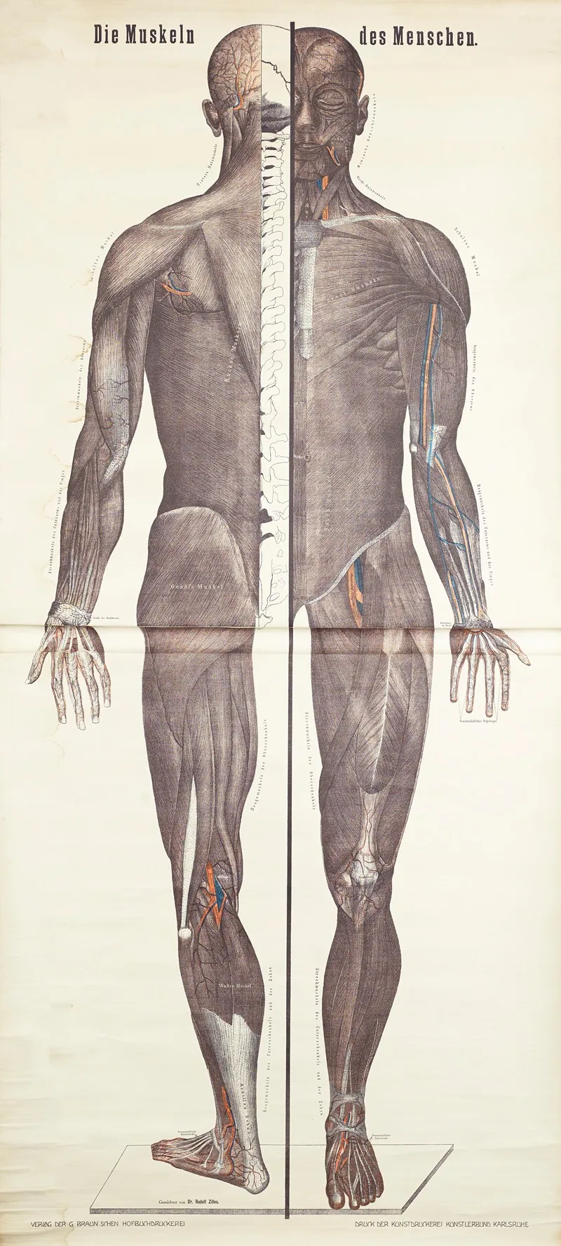 Human Muscles Wall Art by Rudi Zilles - High-Resolution Digital Print