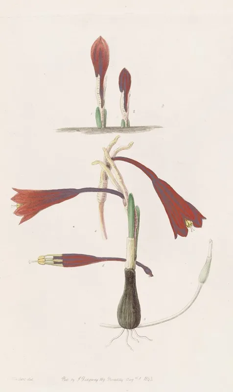 Humble Coburg Lily Wall Art by Sydenham Edwards - High-Resolution Digital Print