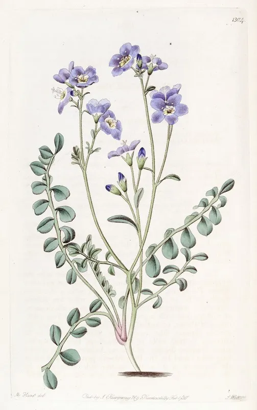 Humble Greek Valerian Wall Art by Sydenham Edwards - High-Resolution Digital Print