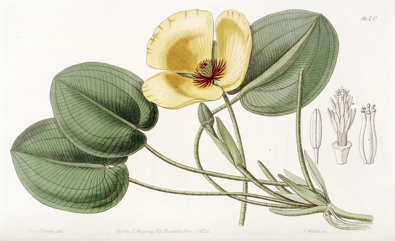Humboldts Limnocharis Wall Art by Sydenham Edwards - High-Resolution Digital Print