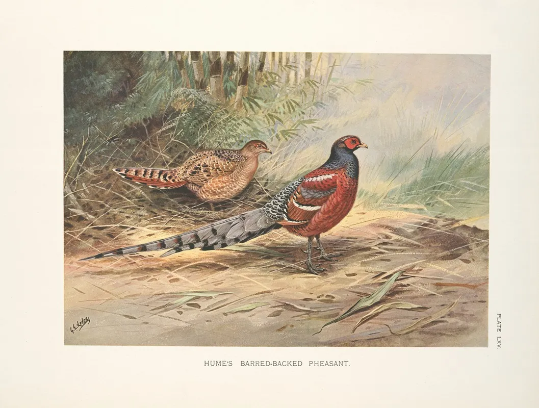Humes Barred Necked Pheasant Syrmaticus Humiae Humiae Wall Art by George Edward Lodge - High-Resolution Digital Print