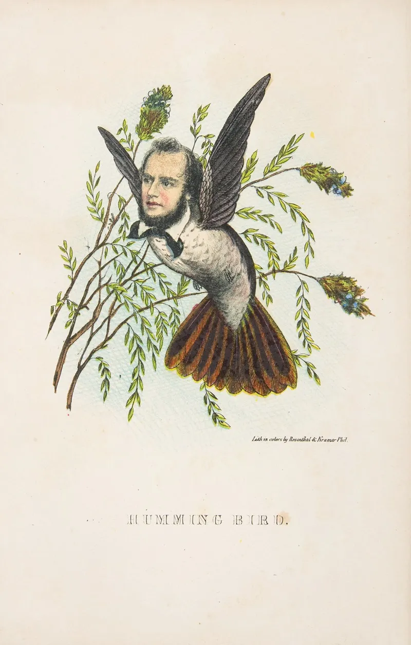 Humming Bird Thomas B Florence