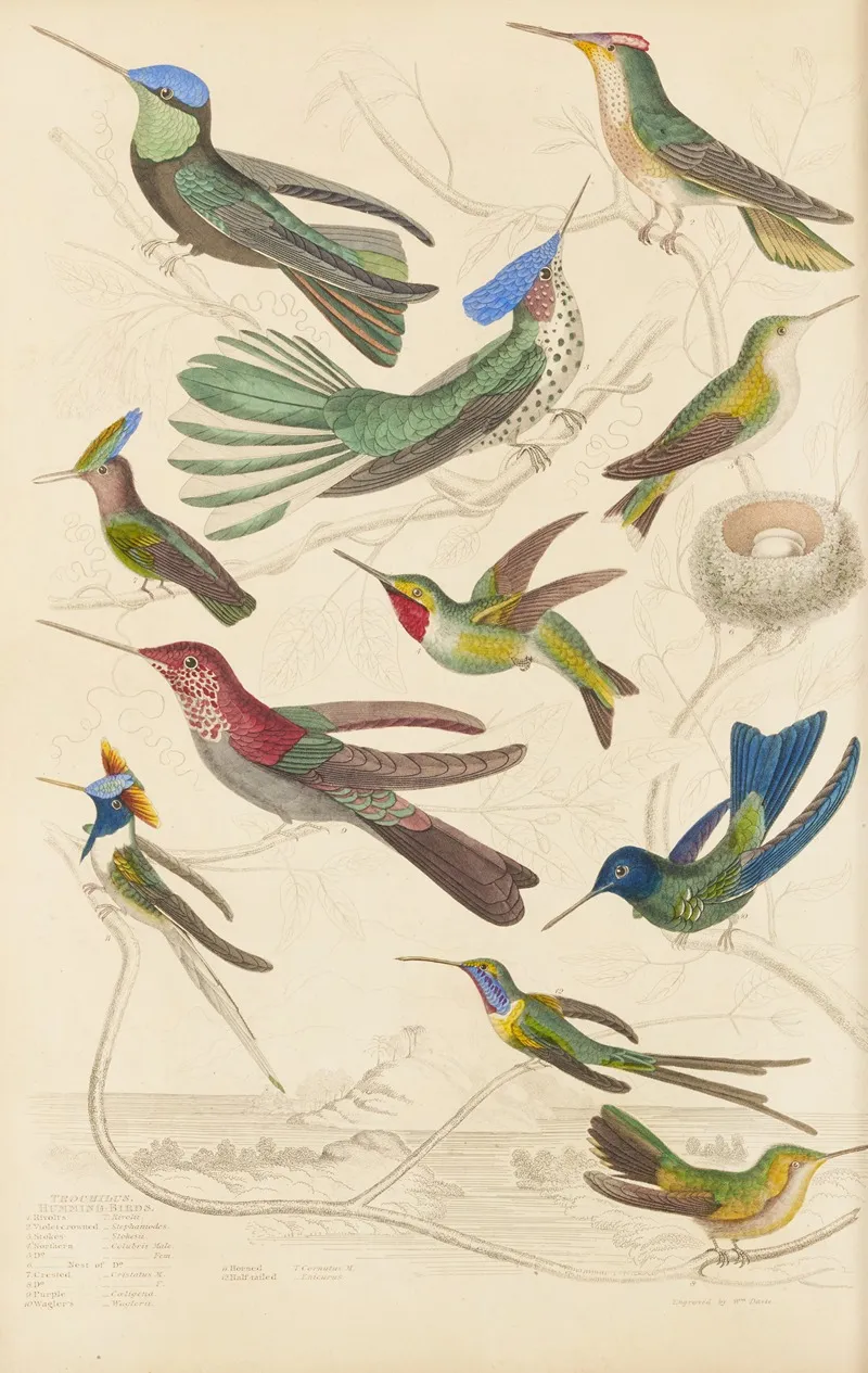 Humming Birds 2 Wall Art by William MacGillivray - High-Resolution Digital Print