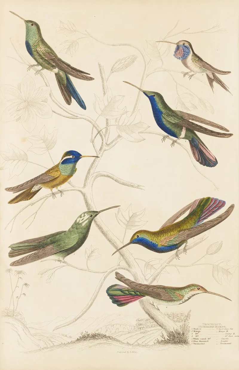 Humming Birds 3 Wall Art by William MacGillivray - High-Resolution Digital Print