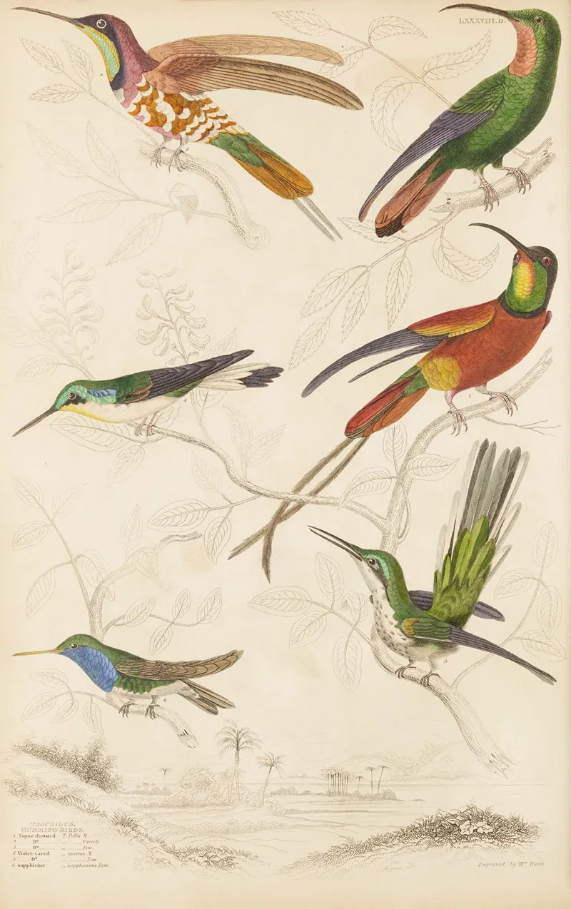 Humming Birds 5 Wall Art by William MacGillivray - High-Resolution Digital Print