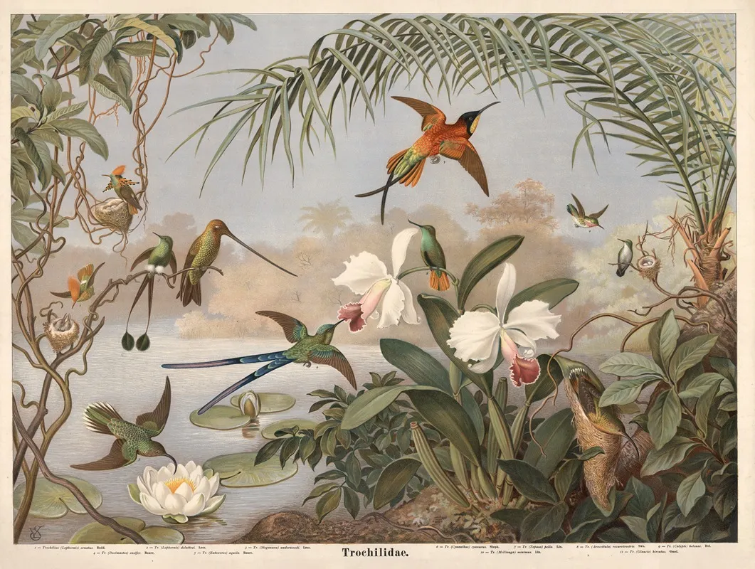 Hummingbird 2 Wall Art by Emil Schmidt - High-Resolution Digital Print
