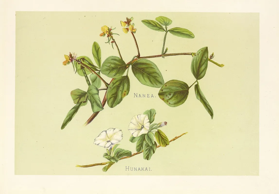 Hunakai Wall Art by Isabella McHutcheson Sinclair - High-Resolution Digital Print