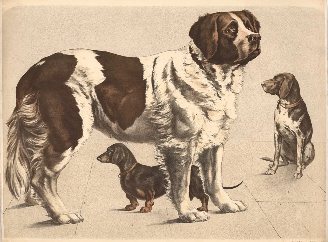 Hund Canis Familiaris Bernhardiner Dachshund Huhnerhund Wall Art by Franz Engleder - High-Resolution Digital Print