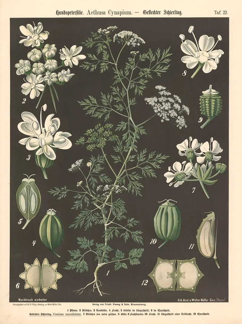 Hundspetersilie Aethusa Cynapium