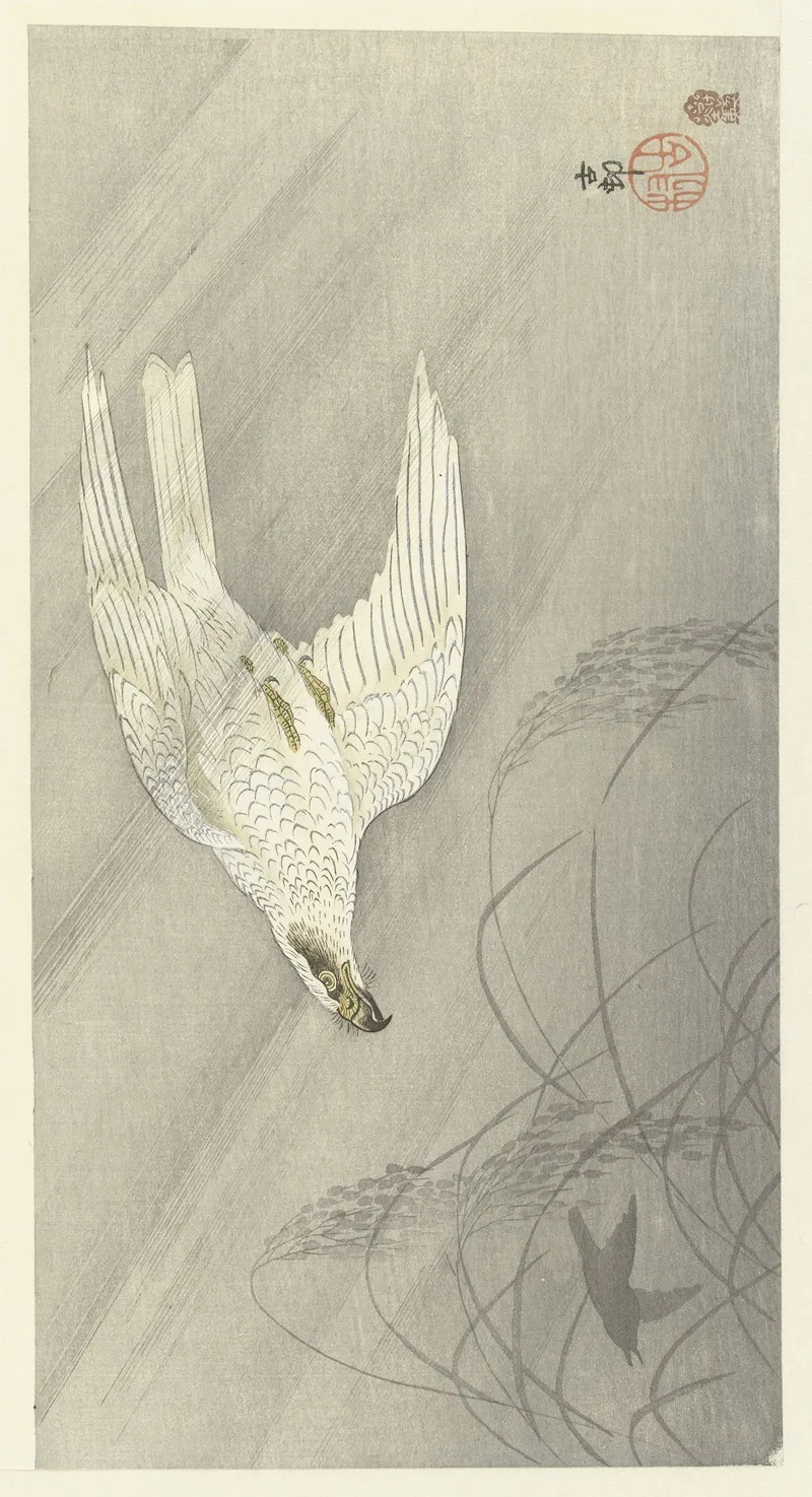 Hunting Hawk