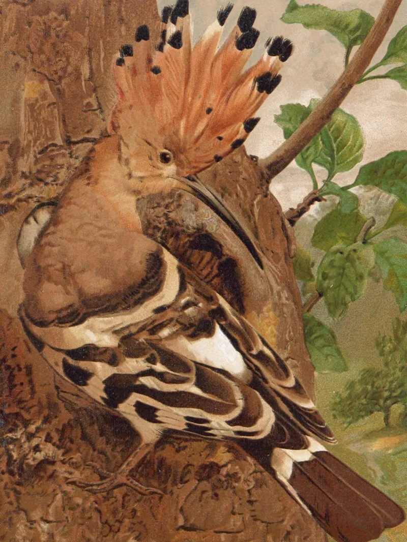 Huppe Wall Art by Léo-Paul Robert - High-Resolution Digital Print