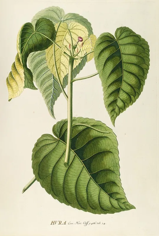 Hura Wall Art by Georg Dionysius Ehret - High-Resolution Digital Print