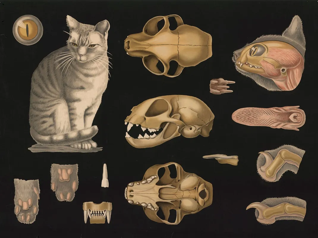 Huskat Wall Art by Gottlieb von Koch - High-Resolution Digital Print