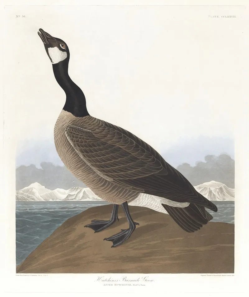 Hutchinss Barnacle Goose Wall Art by John James Audubon - High-Resolution Digital Print
