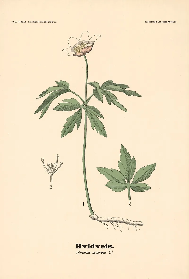 Hvidveis Anemone Nemorosa L Wall Art by Olaf Alfred Hoffstad - High-Resolution Digital Print