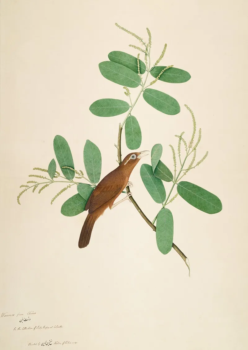 Hwamei On Terminalia Branch Wall Art by Sheikh Zain al-Din - High-Resolution Digital Print