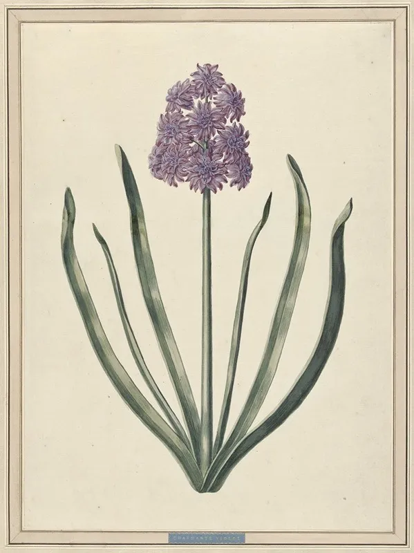 Hyacint Charmante Violet Wall Art by F. Wijandt - High-Resolution Digital Print