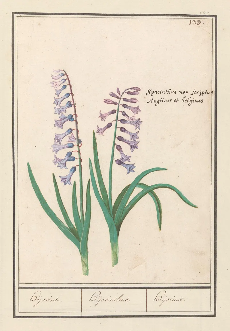 Hyacint Hyacinthus Orientalis Hijacint Hijacinthus Hijacinte Wall Art by Anselmus Boëtius de Boodt - High-Resolution Digital Print