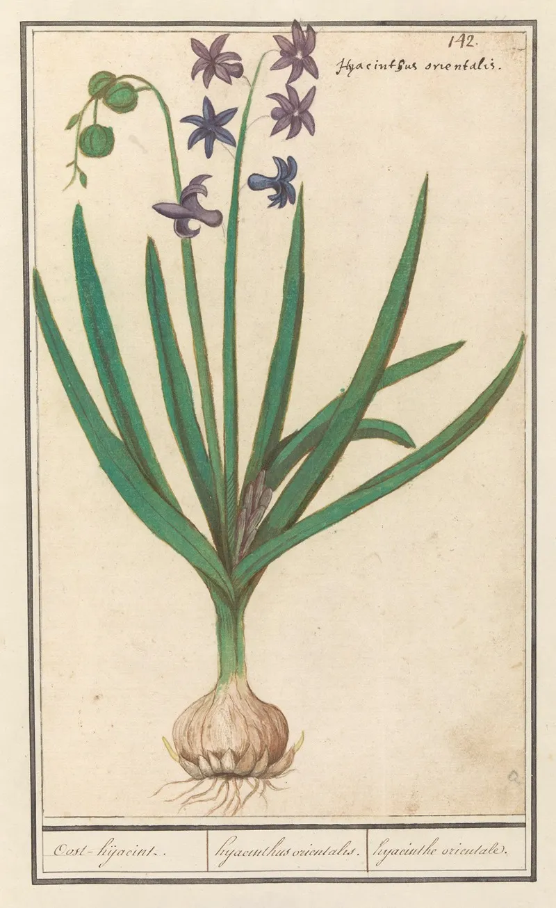 Hyacint Hyacinthus Orientalis Oost Hijacint Hyacinthus Orientalis Hyacinthe Orientale Wall Art by Anselmus Boëtius de Boodt - High-Resolution Digital Print