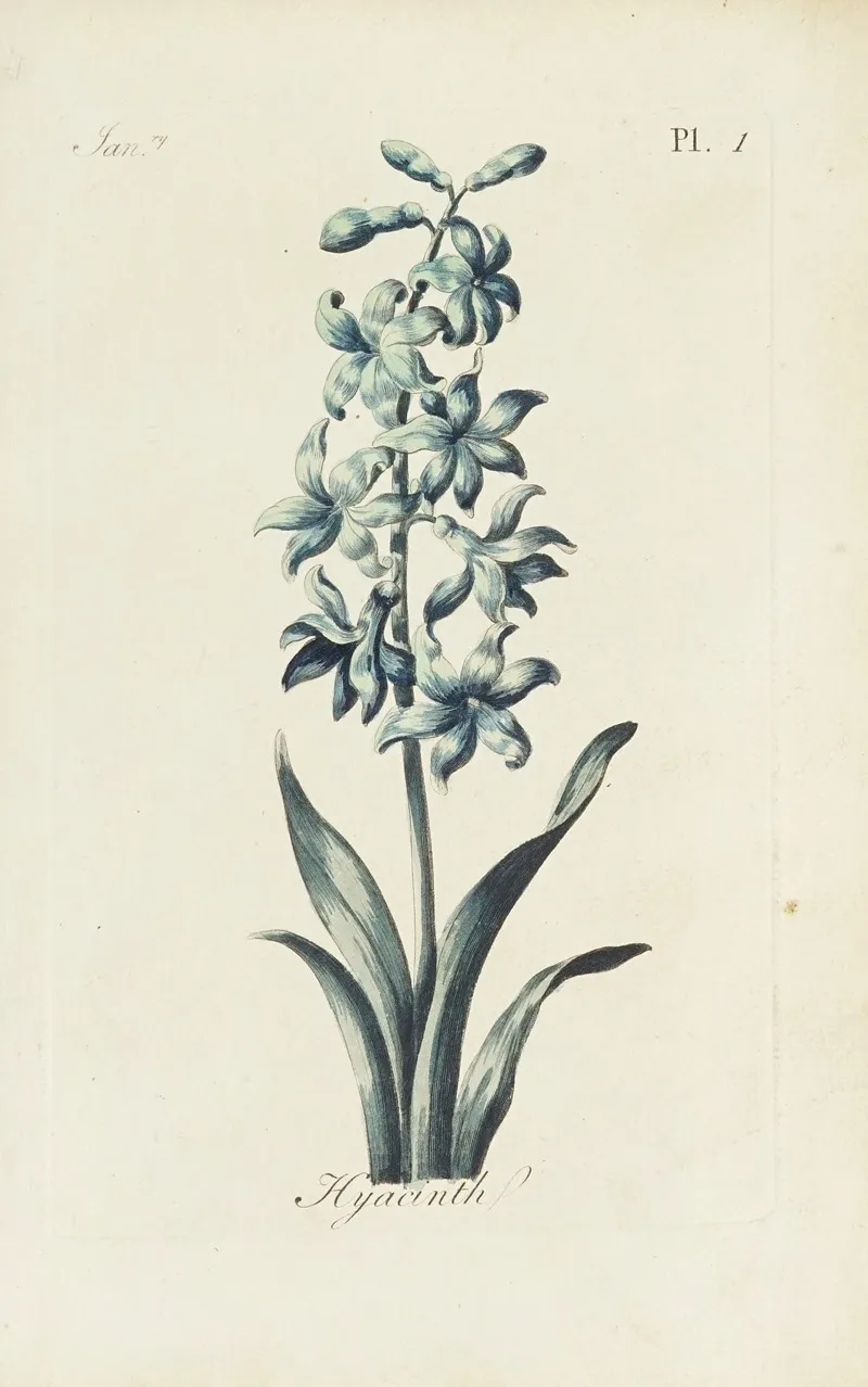 Hyacinth 2 Wall Art by Carington Bowles - High-Resolution Digital Print