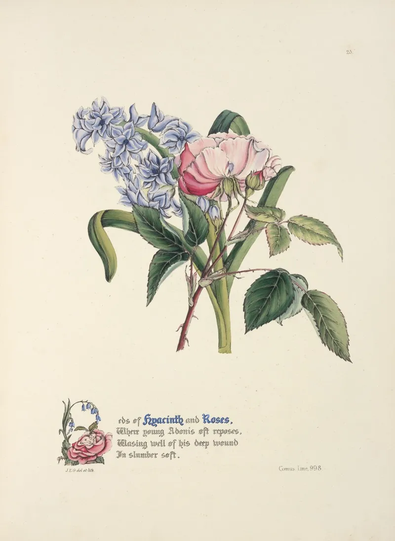 Hyacinth And Rose Wall Art by Jane Elizabeth Giraud - High-Resolution Digital Print